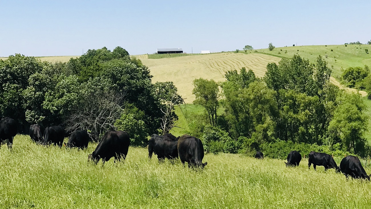 black cattle grazing