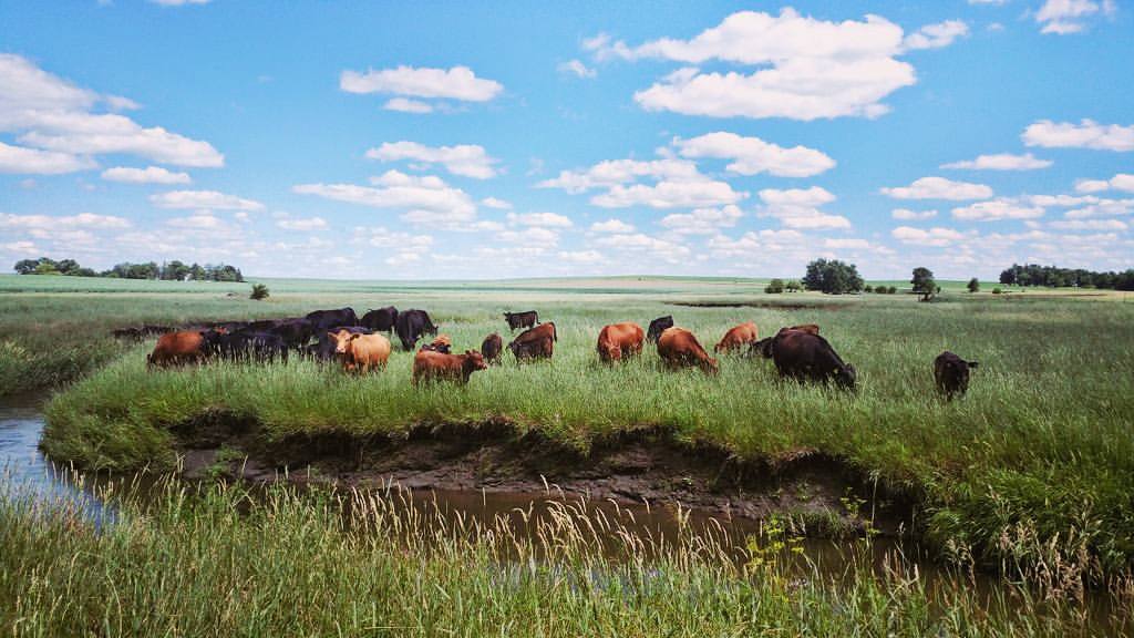 cattle grazing hero