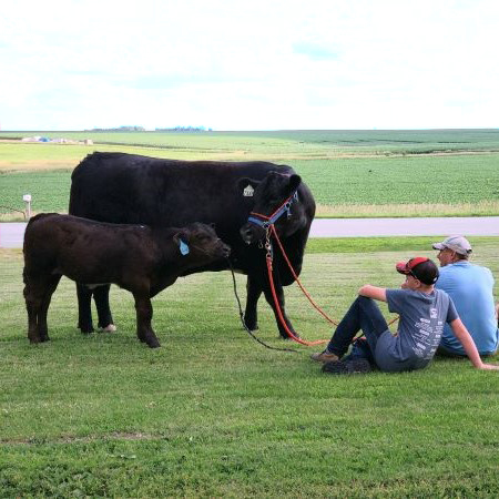 cow calf pair square